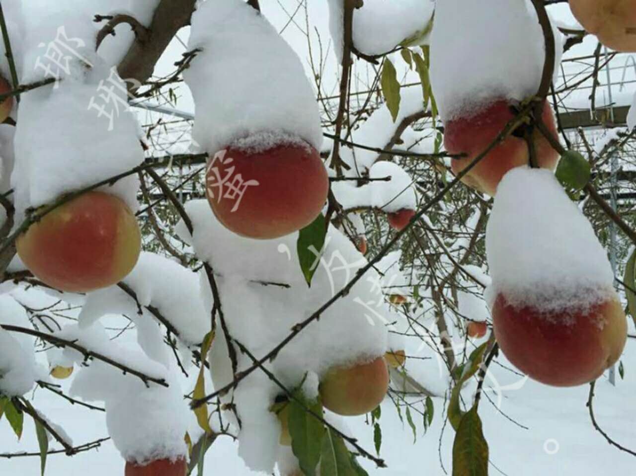 下雪天还长在树上的桃！您吃过吗？